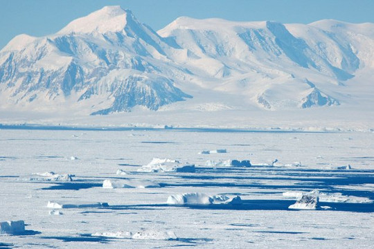 Động vật có vỏ ở Bắc Băng Dương có nguy cơ tuyệt chủng do biến đổi khí hậu