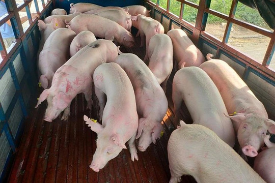 Lợn sống từ Thái Lan đổ bộ, kéo giá lợn hơi trong nước xuống thấp nhất 2 tháng qua