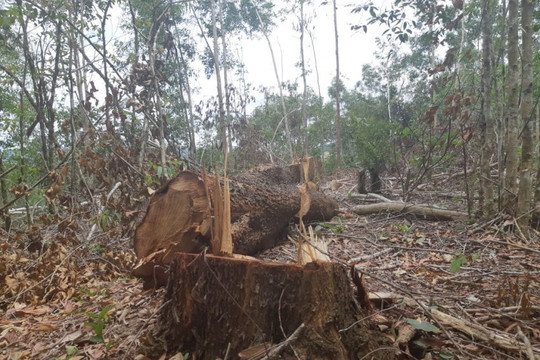Diện tích rừng tự nhiên ở Tây Nguyên bị mất gần 16.000 ha trong năm 2019