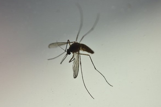 Muỗi không thể truyền virus SARS-CoV-2 cho người