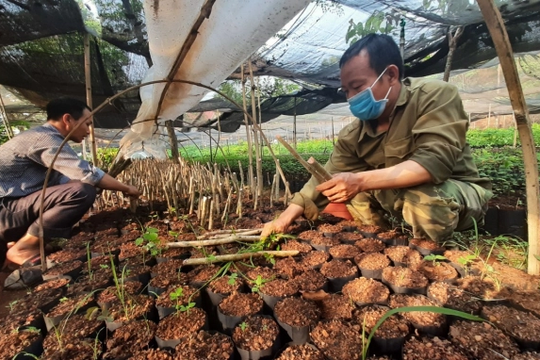 Bình Phước: Gieo ươm hơn 90.000 cây lâm nghiệp để trồng rừng phân tán