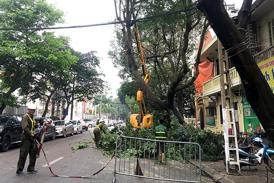 Hà Nội: Cắt tỉa, chặt hạ 38.000 cây xanh để đảm bảo an toàn trong mưa bão 2020