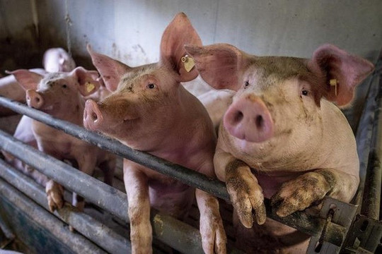 WHO thận trọng với chủng virus cúm lợn mới tại Trung Quốc đang lây lan sang người