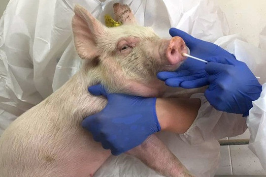 Phát hiện chủng virus cúm lợn mới ở Trung Quốc có thể gây đại dịch