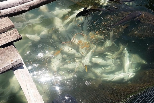 Kiên Giang: Gần 1.000 tấn cá nuôi bè chết hàng loạt không rõ nguyên nhân