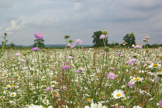 Kế hoạch “cao tốc hoa dại” giúp bảo vệ loài thụ phấn tại Anh