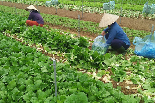 Hà Nội lên kế hoạch mở rộng thêm từ 3.000 – 4.000 ha diện tích sản xuất rau an toàn
