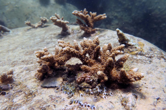 ‘Hồi sinh’ các rạn san hô ngoài khơi bờ biển UAE