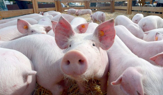 Chủ động phòng ngừa, giám sát bệnh cúm lợn