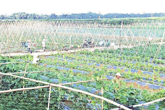 Quảng Nam: Đầu tư 400 tỷ đồng xây dựng Khu phức hợp nông nghiệp công nghệ cao