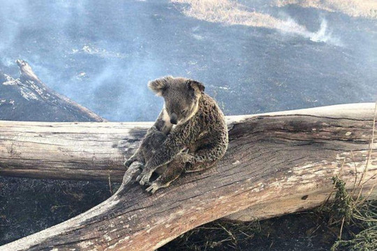 Gần 50 loài động vật bản địa của Australia có nguy cơ tuyệt chủng do cháy rừng