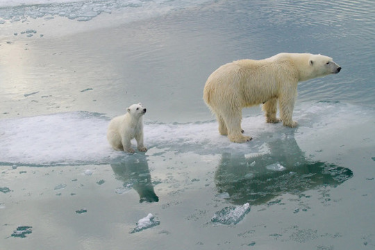 Gấu Bắc Cực có nguy cơ tuyệt chủng do khí hậu nóng lên vào năm 2100