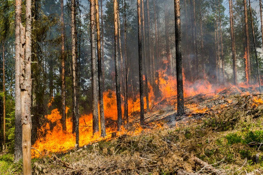 Brazil cấm sử dụng lửa cho mục đích nông nghiệp nhằm ngăn chặn cháy rừng