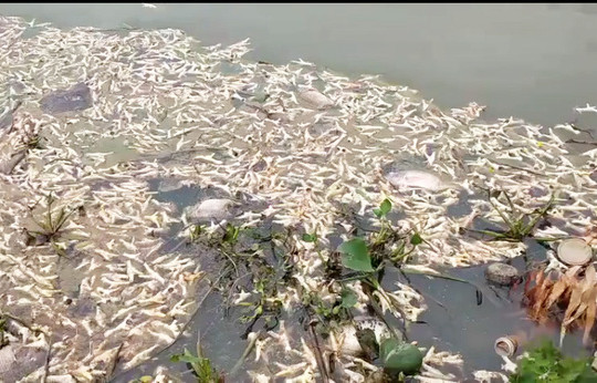 Hải Phòng: Chân gà thối nổi lềnh bềnh trên sông Ba La