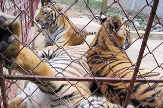 Việt Nam dừng nhập khẩu động vật hoang dã