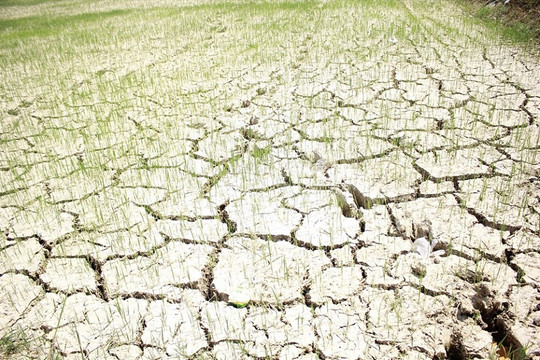 Nắng nóng kỷ lục kéo dài, gần 26.000 ha diện tích nông nghệp ở khu vực Bắc Trung Bộ bị ảnh hưởng