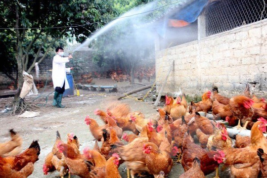 Trà Vinh: Hơn 1.000 gia cầm bị tiêu hủy do cúm H5N1