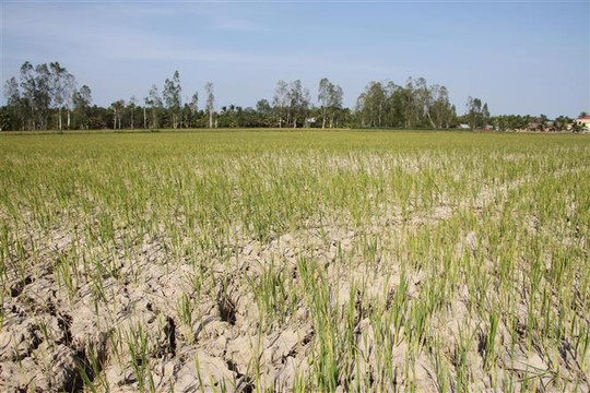 Việt Nam: Xâm nhập mặn gây thiệt hại 2,3% GDP mỗi năm