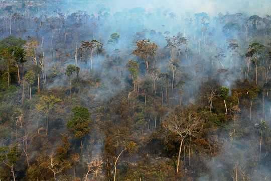 Các nước vùng Amazon cam kết bảo vệ vùng rừng nhiệt đới Amazon