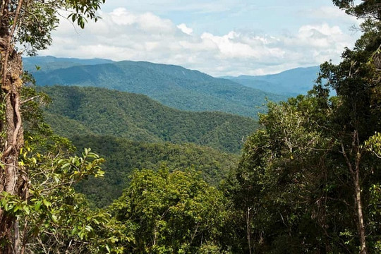 New Guinea – Hòn đảo có hệ thực vật đa dạng nhất trên thế giới