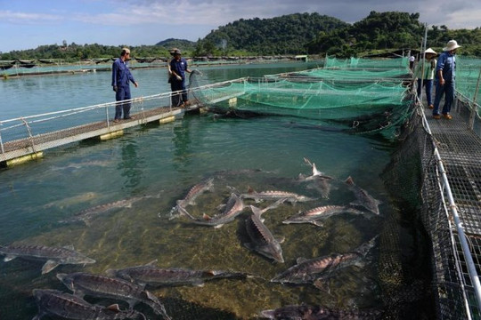Lào Cai: Mô hình nuôi cá hồi trên núi của người H’Mông tại thị xã Sa Pa