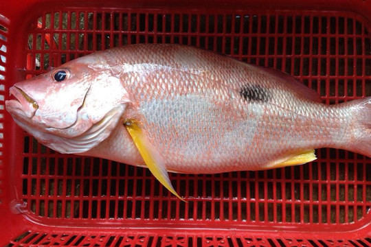 Bà Rịa – Vũng Tàu: Đề phòng ngộ độc thực phẩm do ăn cá hồng