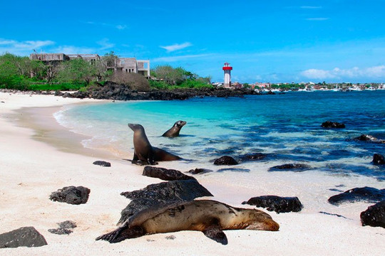 Phát hiện 30 loài động vật không xương sống mới ở Galapagos Ecuador