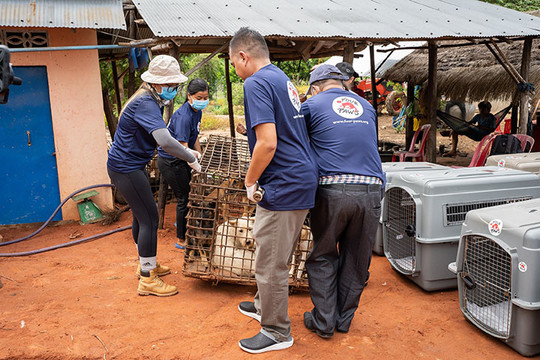 Four Paws đóng cửa một lò mổ cung cấp thịt chó lớn ở Campuchia