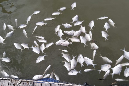 Vũng Tàu: Cá nuôi lồng bè trên sông Chà Và chết hàng loạt, người dân điêu đứng
