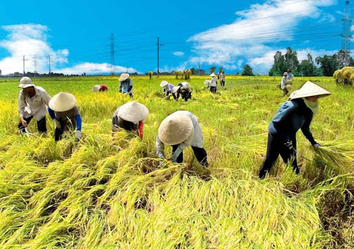 Tìm hướng phát triển nông nghiệp bền vững tại Đồng bằng Sông Cửu Long