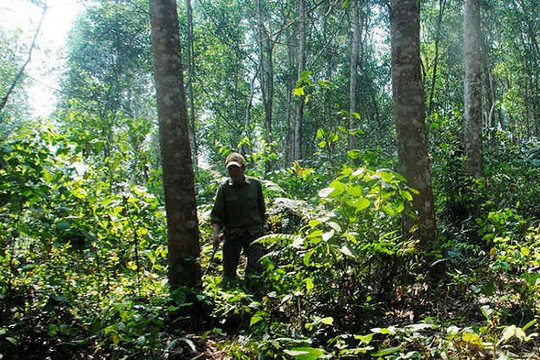 Bình Định: Xây dựng phương án quản lý rừng bền vững