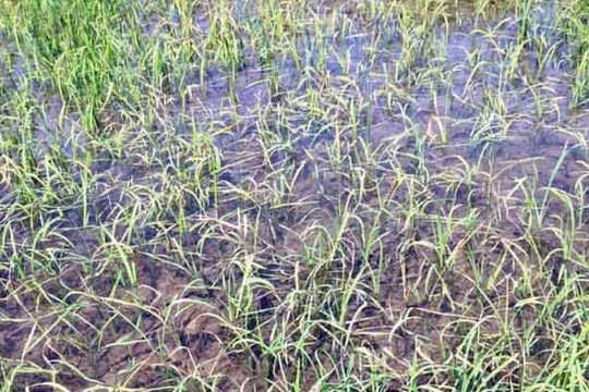Cà Mau: Nhiều diện tích lúa bị chết bất thường do phun thuốc diệt cỏ