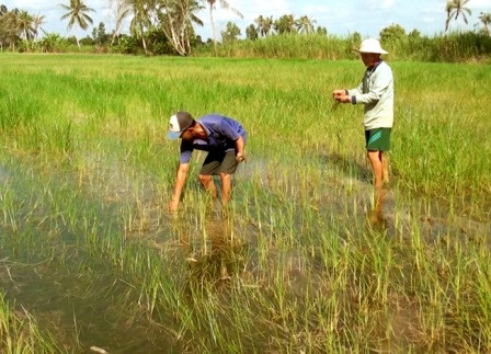 Cà Mau: Hàng trăm ha lúa bị thiệt hại nặng vì nhiễm mặn