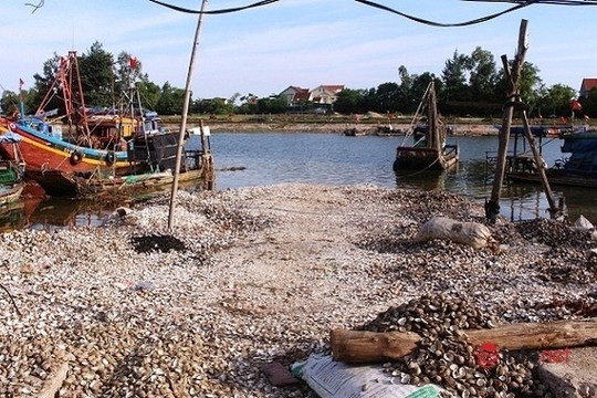 Nghệ An: Hàng tấn vỏ ốc đổ ngay xuống sông Vạn bốc mùi hôi thối