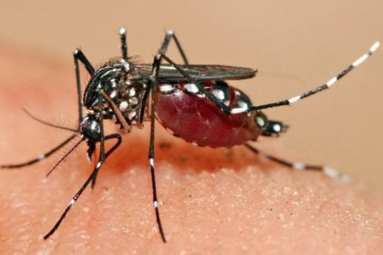 Cảnh giác bệnh sốt xuất huyết khi mùa mưa vào cao điểm