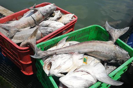Lý Sơn: Thời tiết nắng nóng, cá bớp nuôi lồng bè chết hàng loạt