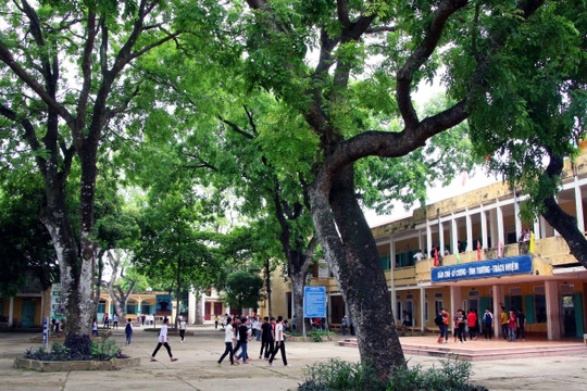 TP.HCM: Rà soát cây xanh, công trình trường học để đảm bảo an toàn cho học sinh