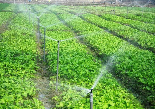 Lâm Đồng: Nâng cao hiệu quả sử dụng nước và năng suất cây trồng