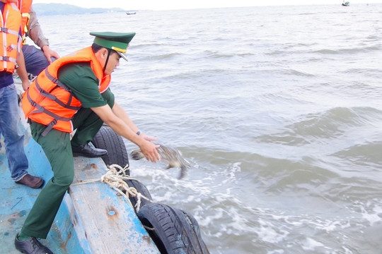 Vũng Tàu: Thả đồi mồi quý hiếm về lại môi trường biển