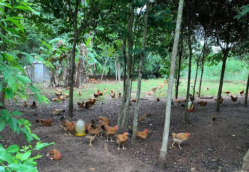 Triển vọng nuôi gà an toàn sinh học tại Quảng Bình