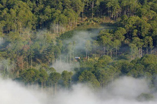 Thế giới bị mất 100 triệu hécta rừng trong 2 thập kỷ vừa qua