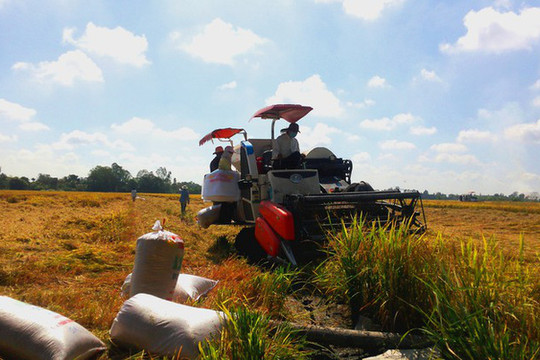 Việt Nam xuất khẩu lô gạo thơm đầu tiên hưởng thuế suất 0% theo hiệp định EVFTA