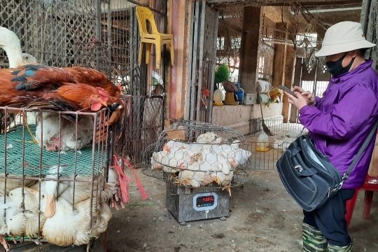 Nam Định: Chủ động chống dịch bệnh gia súc, gia cầm