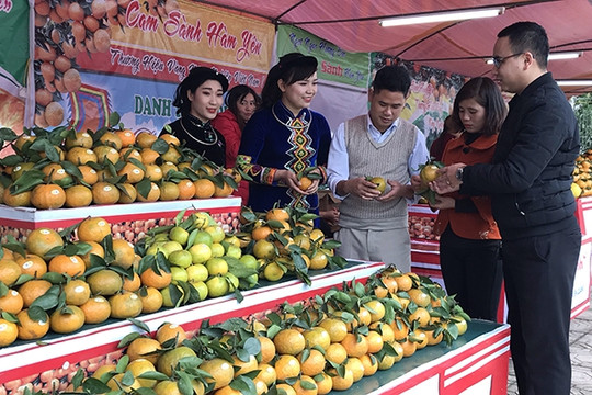 Đẩy mạnh phát triển nông nghiệp hàng hóa tại Tuyên Quang