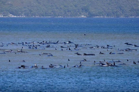 Phát hiện xác 200 con cá voi trên bờ biển Australia