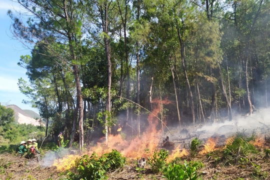 Thừa Thiên – Huế: Hàng trăm người chữa cháy rừng thông giữa trưa