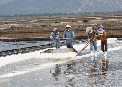 Ninh Thuận: Phát triển nghề muối theo hướng bền vững