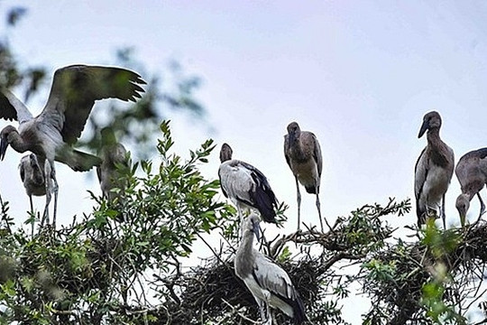 Đồng Tháp: 13 loài chim quý hiếm nguy cơ tuyệt chủng cần bảo vệ