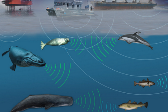 Ô nhiễm tiếng ồn tác động tiêu cực tới khả năng sinh tồn của cá