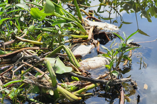 Quảng Nam: Cá chết hàng loạt trên sông Lai Nghi